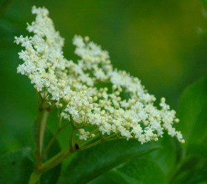Elderflower