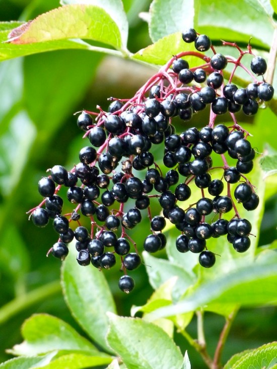 Elderberries