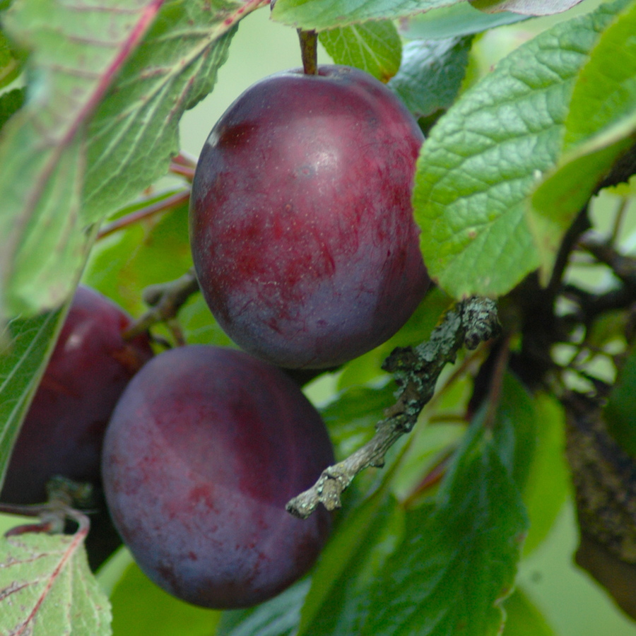 Plums