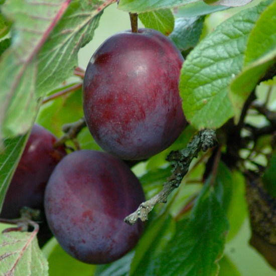 Plums