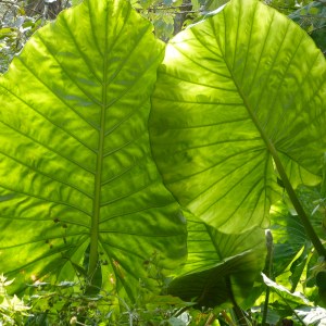 Leaves