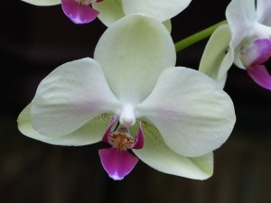 Orchid