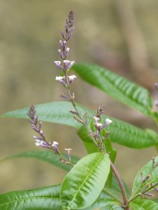 Lemon verbena blooms