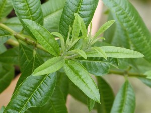 Lemon verbena leaves