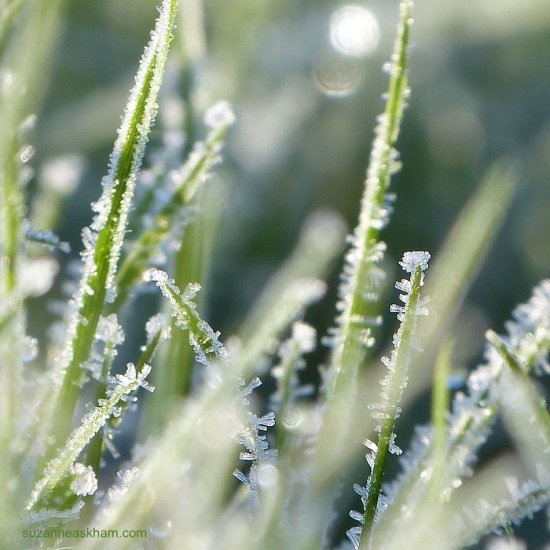 12524063_929864147096358_3451180115289764610_n