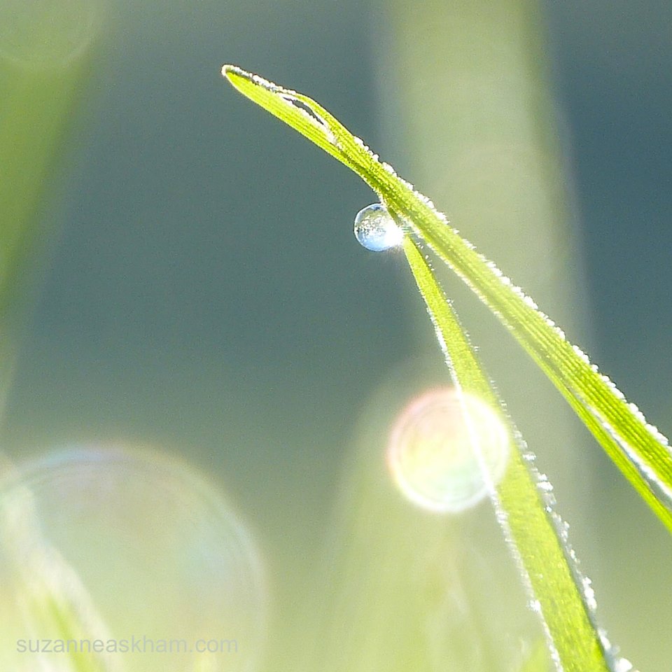 12524323_929398503809589_7536300675908266240_n