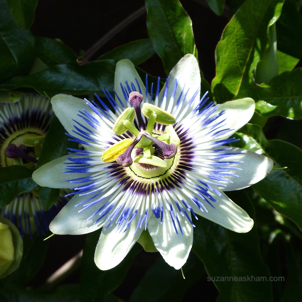 passionflower